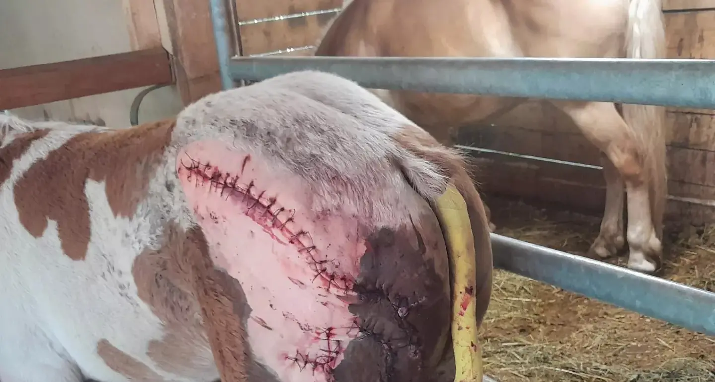 Attaccata dall’orso, cavalla in gravi condizioni: 7 ore di operazione, solo nei prossimi giorni si capirà se si salverà