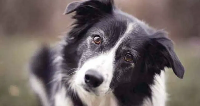 Viene morso alla gamba dal cane mentre litiga con il figlio e la nuora. Testimoni: «Lo maltrattava da tempo»