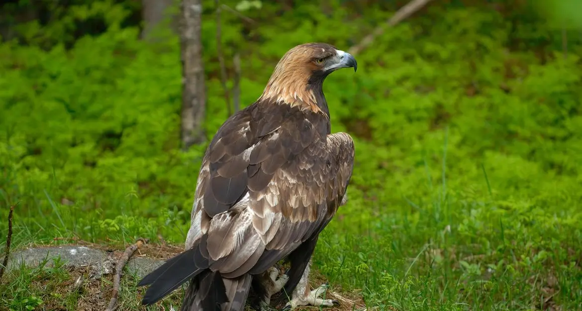 Un’aquila reale in terapia intensiva al Cras di Trento: vittima di avvelenamento da piombo