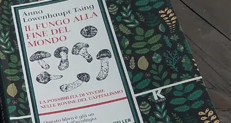 «Il fungo alla fine del mondo», esce per Keller un libro cult (ma non è per micologi)
