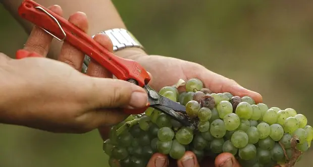 Trentino fra le province con una maggiore incidenza della superficie a vite per uva da vino coltivata con metodo biologico