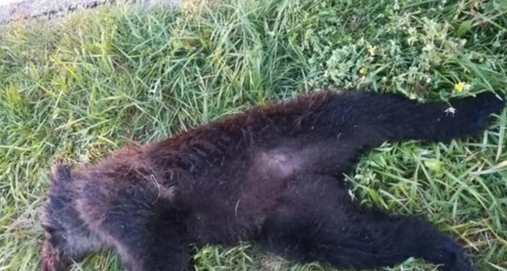 Paganella, investito e ucciso un piccolo di orso, era con la mamma e forse un altro piccolo
