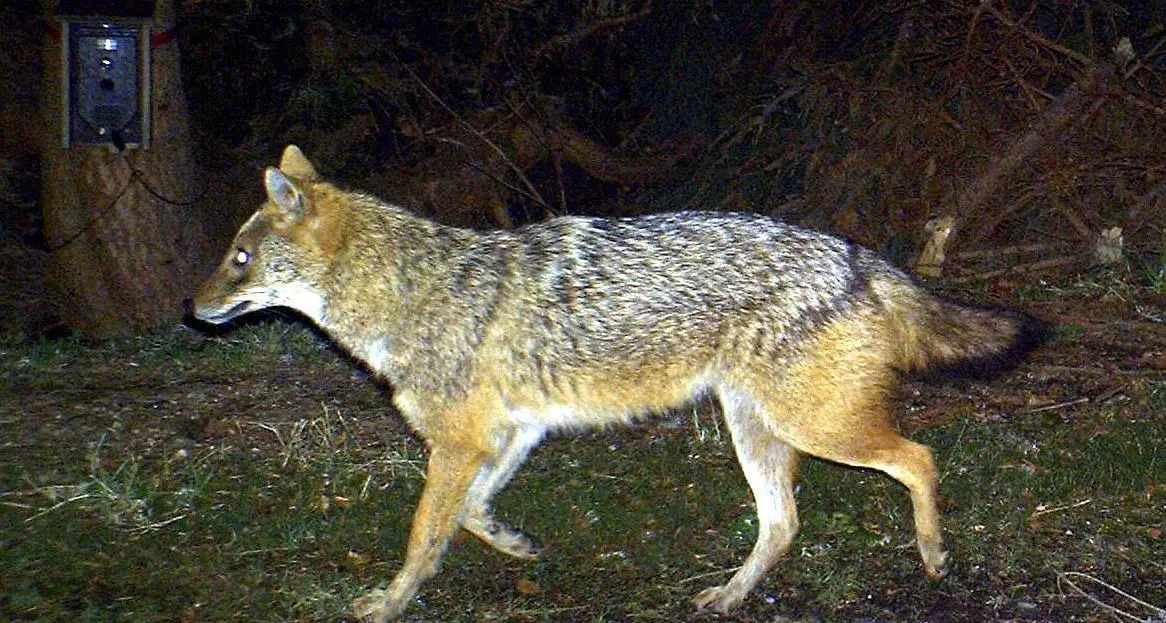 Saone, investito e ucciso uno sciacallo dorato: trovato dagli stradini, recuperato dal Corpo forestale