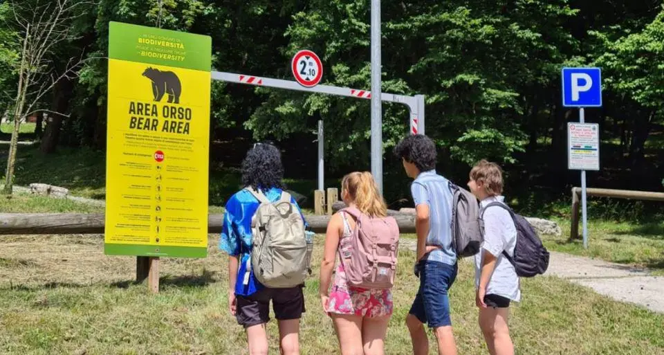 Il governo tedesco avvisa i turisti: in Trentino, attenti all'orso, seguite le regole della provincia di Bolzano