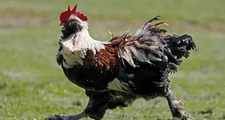 Tirolo: gallo condannato anche in Appello per il suo canto