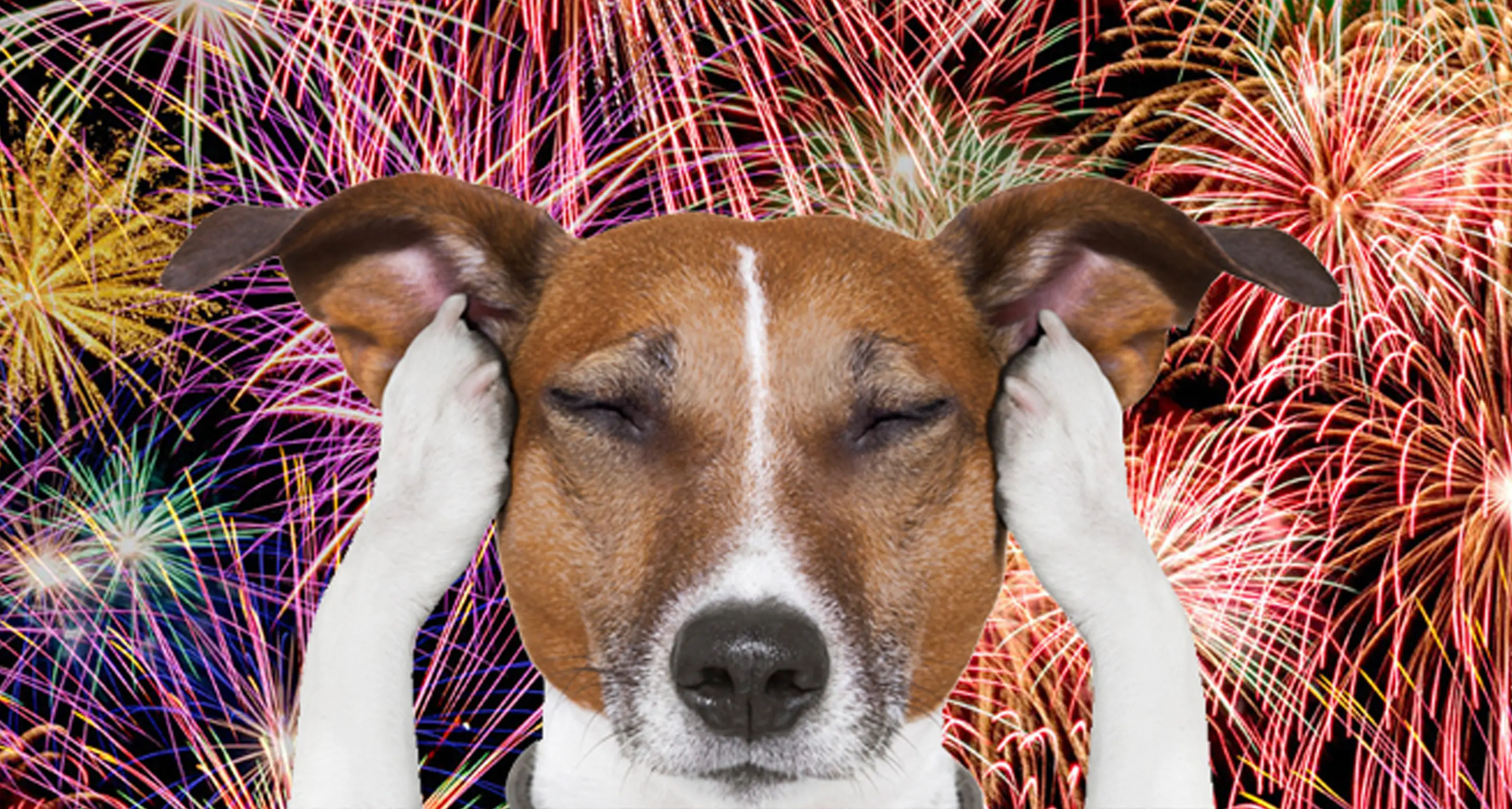L'Ordine dei veterinari trentini contro i «botti di Capodanno»: nei nostri animali generano veri attacchi di panico