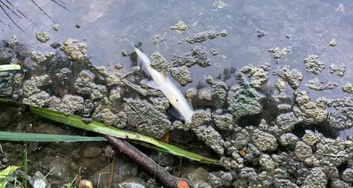 Morìa di pesci nel lago di Canzolino, si cercano le cause: riscaldamento del clima, alghe o una fognatura?