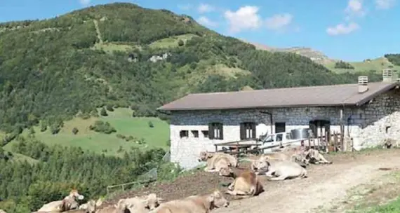 Animalisti contro la Provincia: «Usa i bovini come alibi per una mattanza contro i lupi»