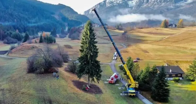 Arrivato in piazza San Pietro l’albero di Natale di Andalo, ma fioccano le polemiche per il «sacrificio» di una pianta monumentale