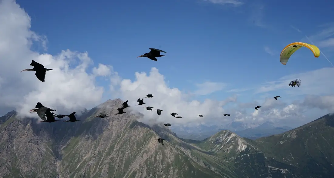 Quello spettacolare volo sulla Valsugana di 48 ibis eremita: guidati da un parapendio a elica, dall’Austria a Orbetello