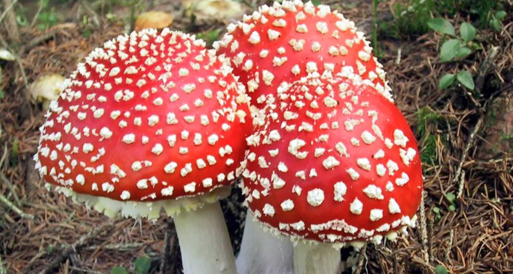 Mangiano l’amanita per «sballare»: un uomo in rianimazione al Santa Chiara, l’amica invece non è grave