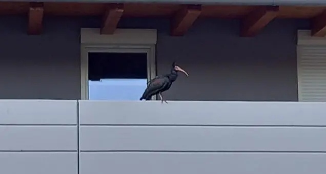 Il ritorno dell’ibis eremita: come l’anno scorso, ritorna dall’Africa e atterra a Mattarello sui balconi