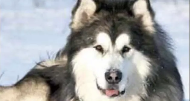 Cane morso sulla lingua da una vipera: salvato con l’elicottero e dai vigili del fuoco di Campiglio, ma l’assicurazione non paga le spese