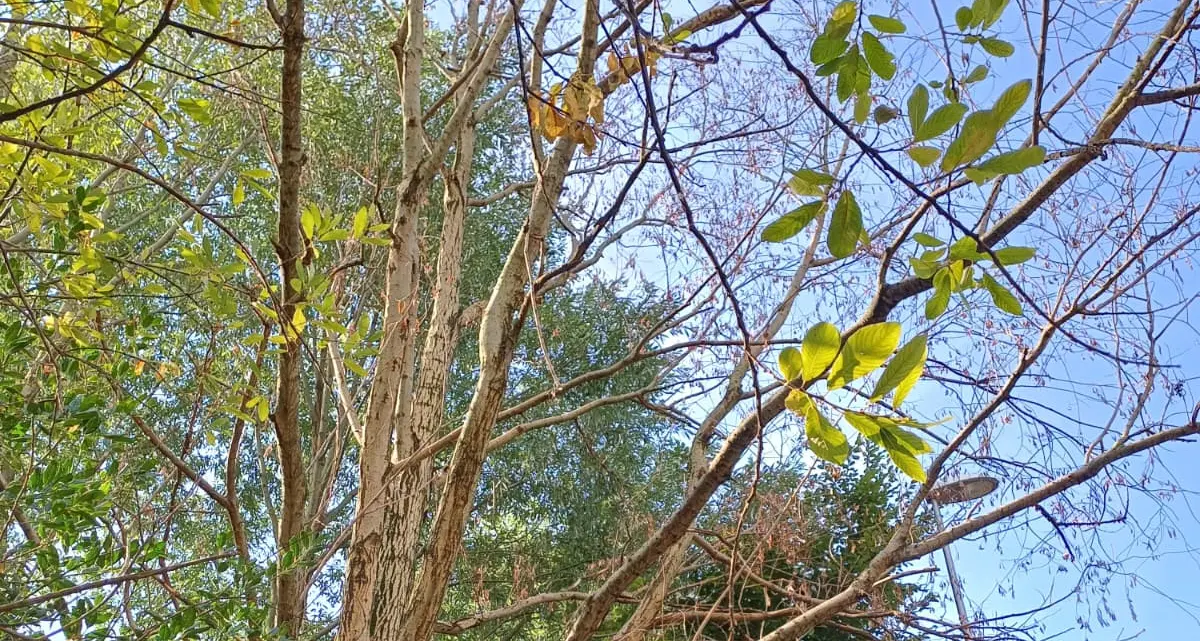 Trento, saranno sostituiti 15 alberi secchi tra San Giuseppe e Santa Chiara