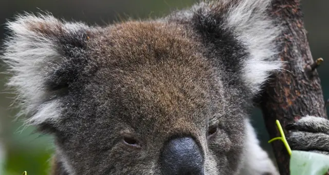 Australia: 35 milioni di dollari per proteggere i koala