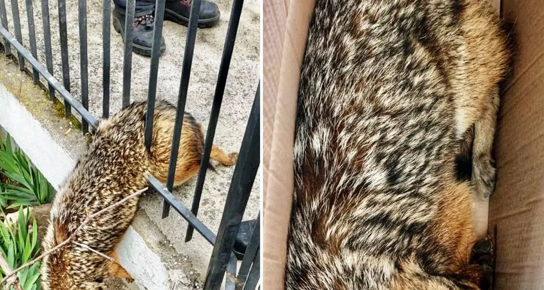 Resta incastrata nelle recizione di un giardino, volpe salvata dai pompieri