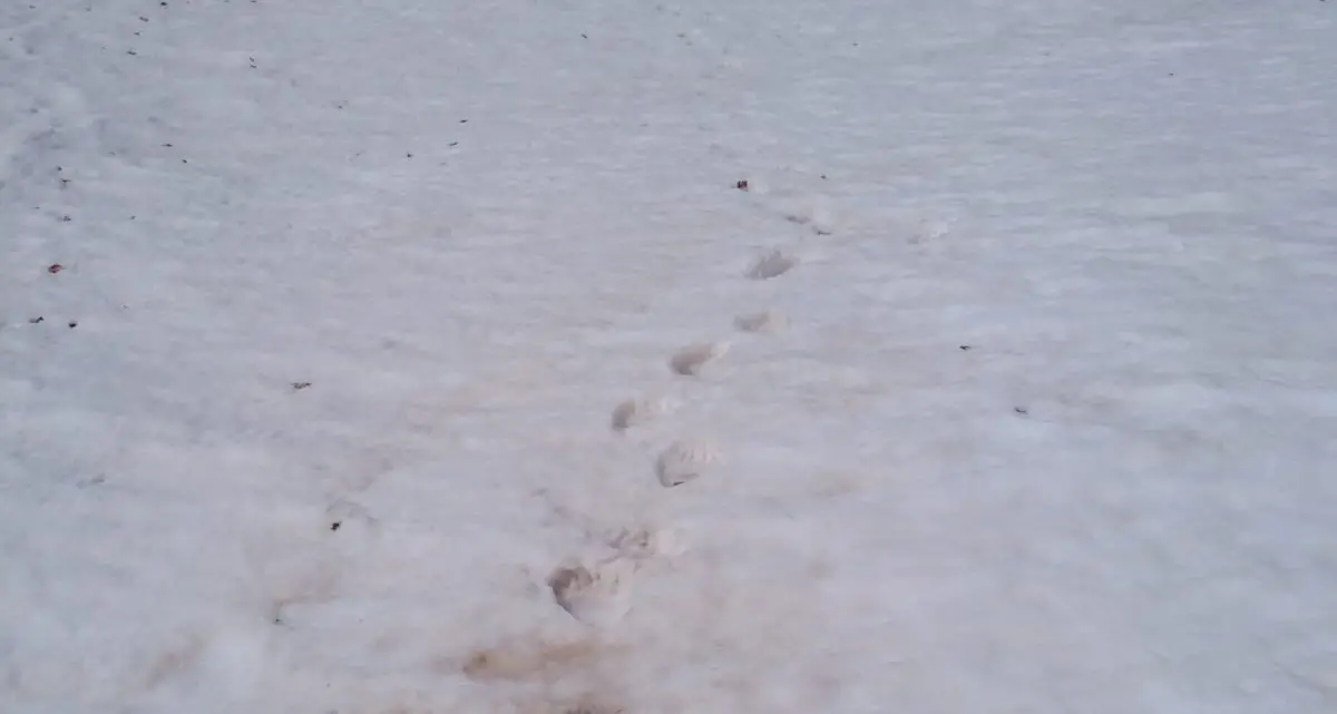 Un orso a spasso sulle pista da fondo delle Viote del Bondone