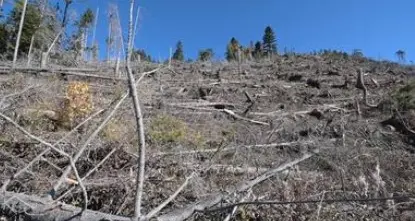 Ricostruire tre anni dopo la tempesta: dai vivai provinciali più di 350mila piante