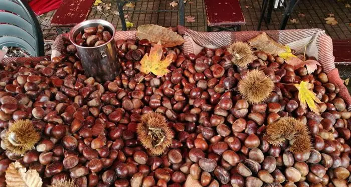 Per le castagne è un’annata felice, nonostante la siccità: ottimismo anche per le sagre