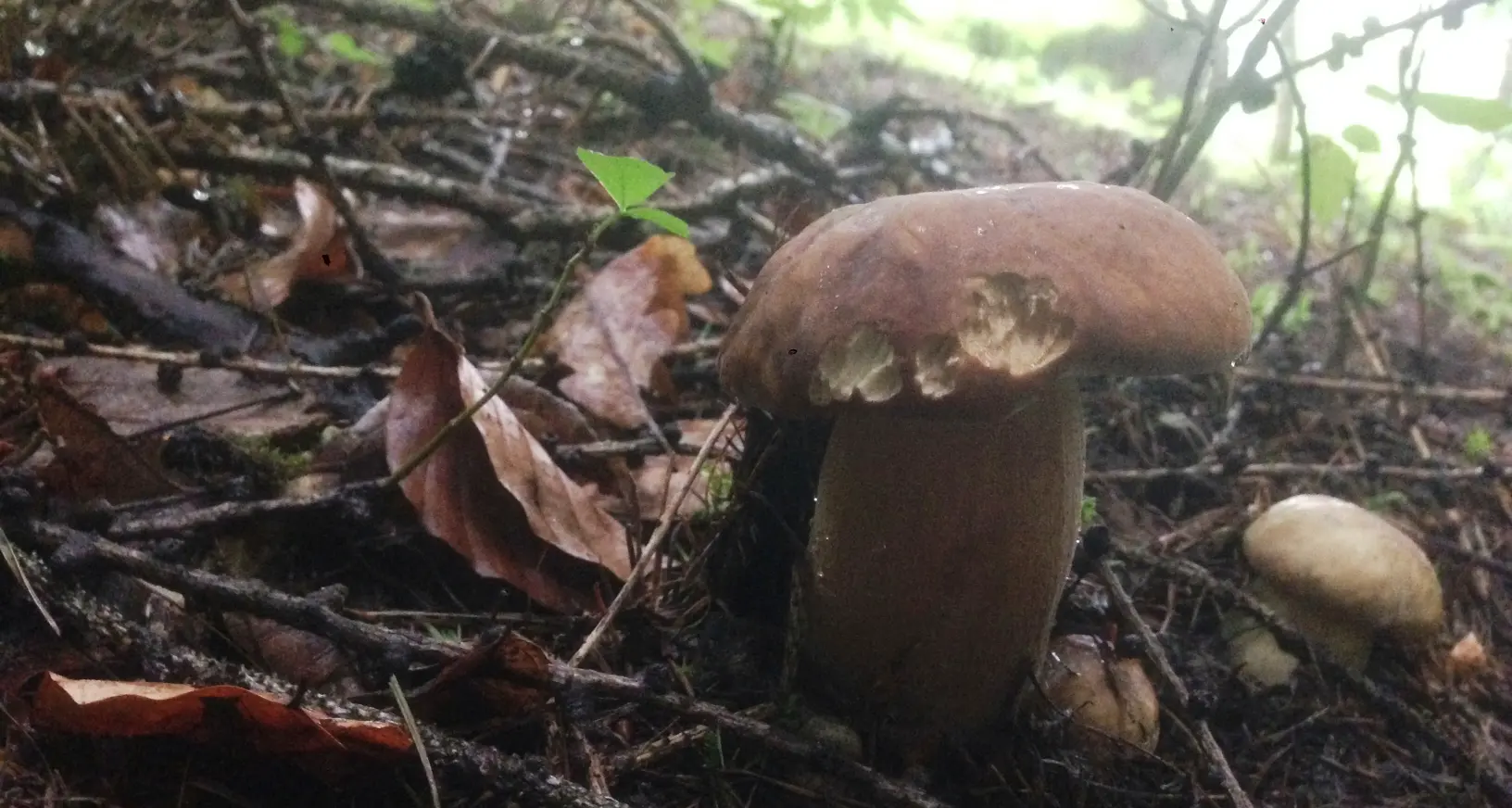 Funghi, è una stagione scarsa, ma ci sono ancora speranze o è già finita?