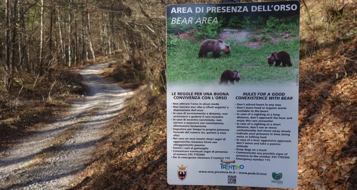 Roncone, recuperati dei reperti per l'identificazione genetica dell'orsa che ha ferito un cacciatore