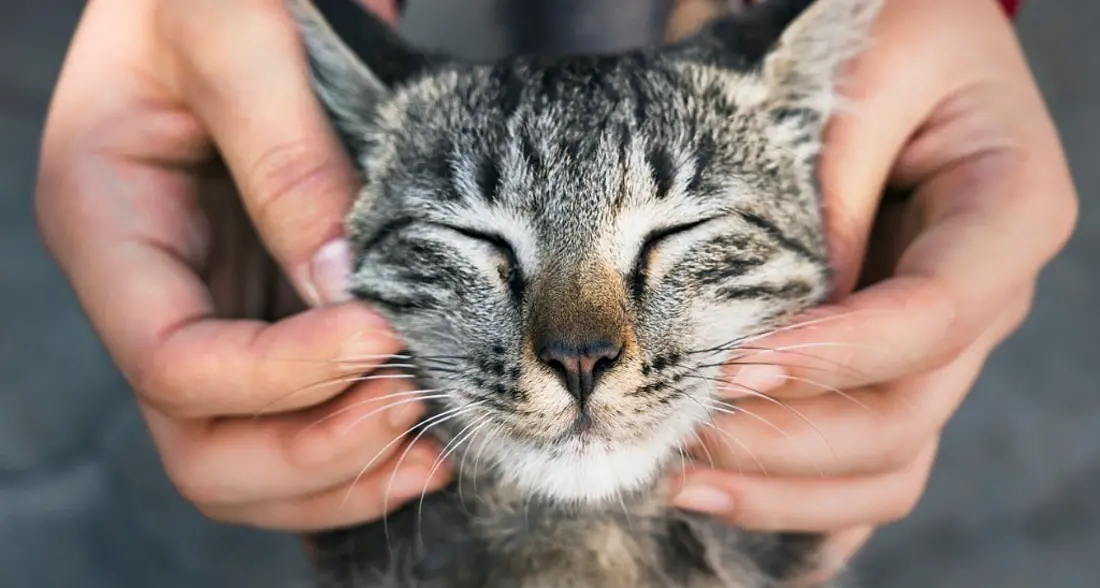 Covid: scoperta variante inglese in un gatto, è il primo caso
