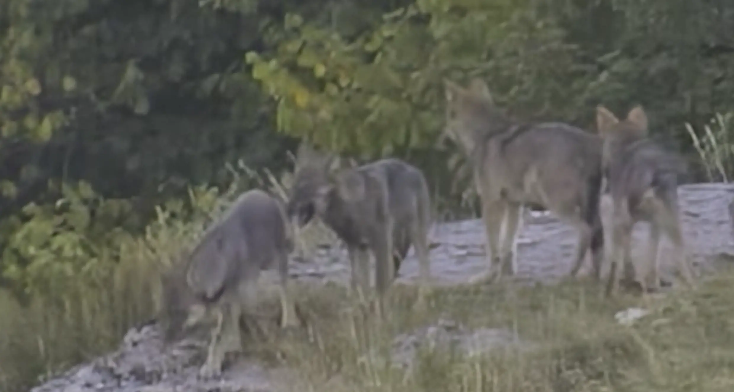 L’associazione “Io non ho paura del lupo”: «Quattro nuovi cuccioli in Lessinia» - IL VIDEO