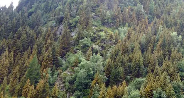 Gli abeti delle Dolomiti prevedono l’eclissi? Polemica su uno studio: «Troppo pochi alberi analizzati»