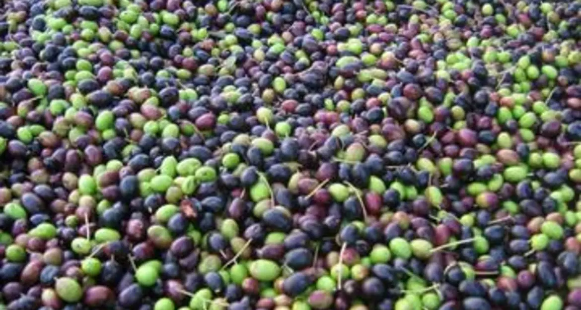 Produttori di olive, stanziati 300mila euro come indennizzi per le gelate tardive e l’estate rovente