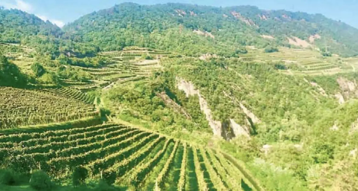 Vendemmia \"veloce\" e anticipata. Le Cantine Ferrari: “Se non piove o non rinfresca, si deve partire l’8 agosto”