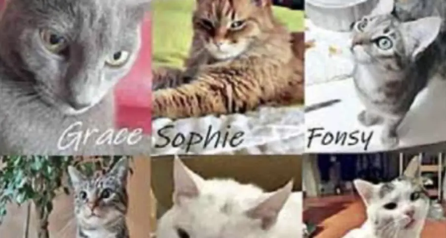Terre d’Adige: il mistero dei gatti che spariscono, già 6 quelli svaniti nel nulla