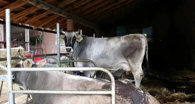 L’allarme degli allevatori trentini: “Aumento dei costi, le piccole aziende dovranno iniziare a chiudere”