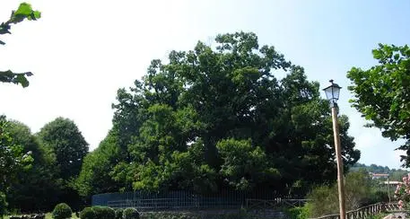 Un trentino salva il Castagno dei cento cavalli sull'Etna: l’albero ha 4.000 anni