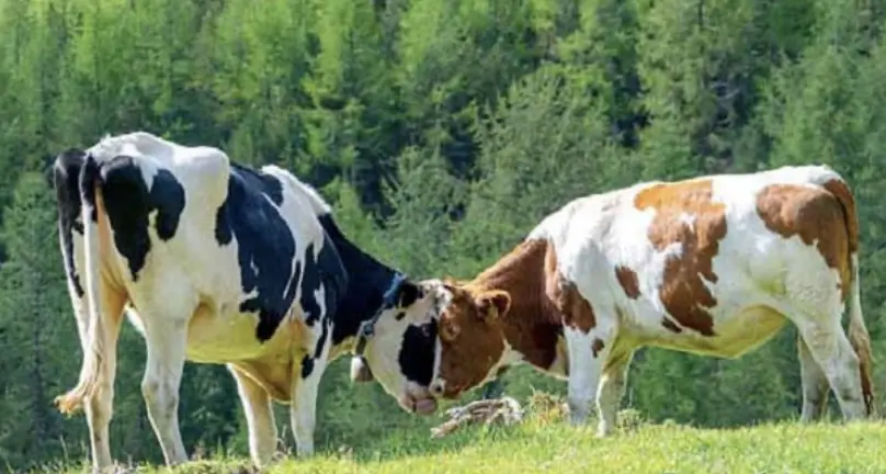 Troppa offerta in Italia e all’estero, Latte Trento ai soci: “Tagliate la produzione”