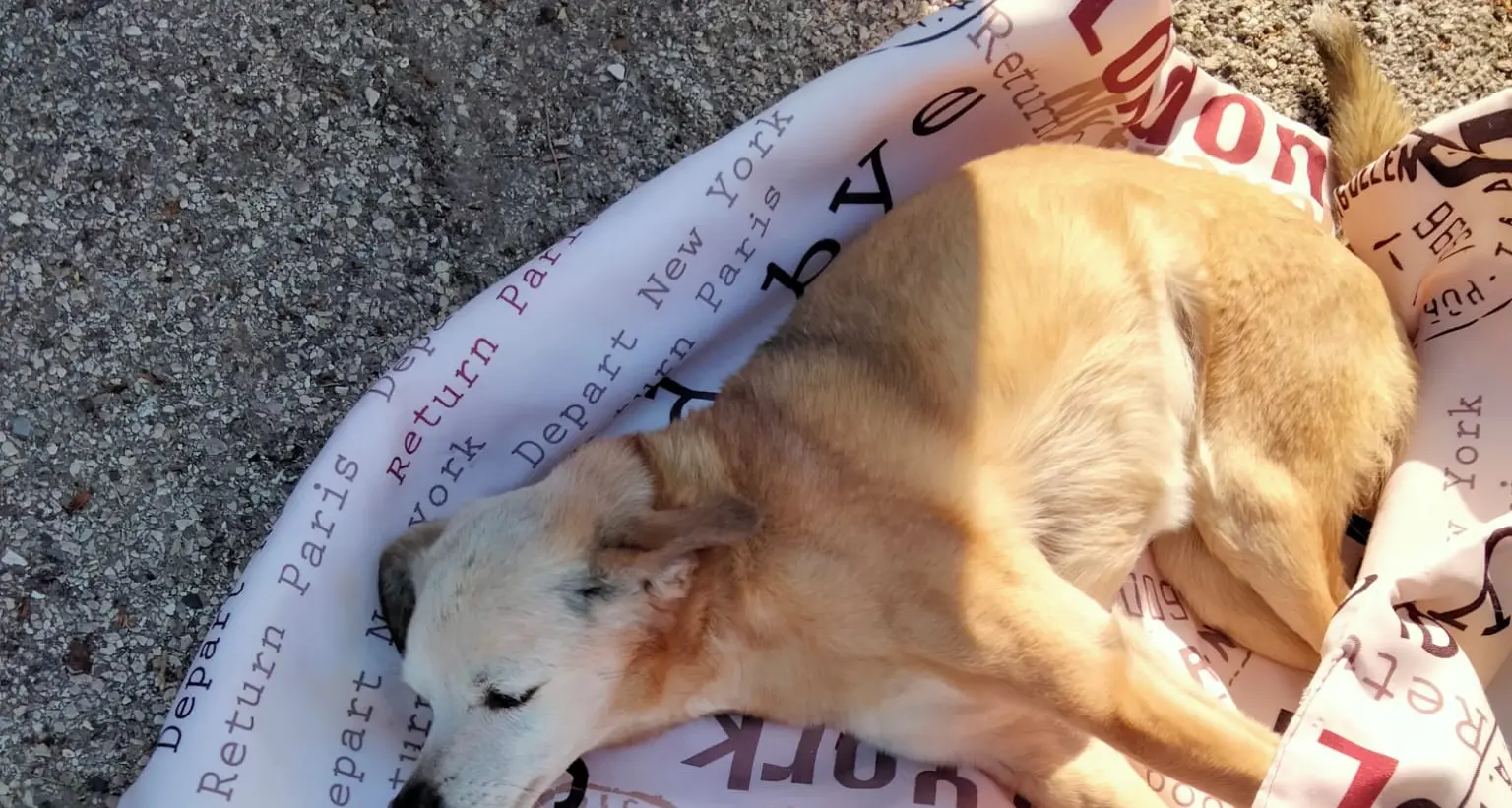 Morto il cane travolto da una macchina a Villazzano. La rabbia della persona che l’ha soccorso