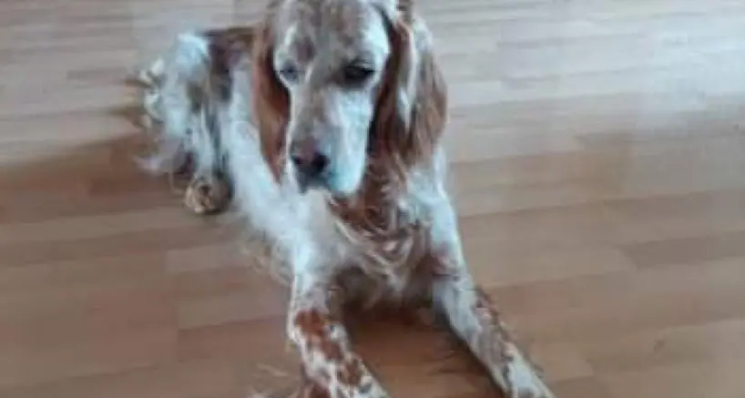 Aiutateci a trovare Ciro: un bel setter inglese, si è perso a Ponte Alto