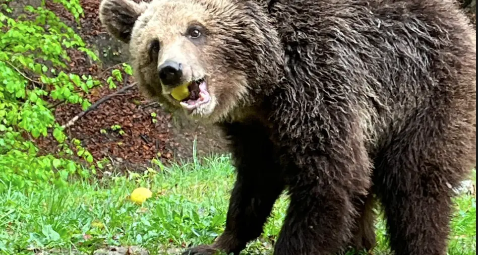 Attaccato da un orso, un uomo di Dro ricoverato al Santa Chiara con l'elicottero