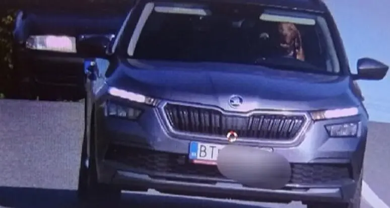 “Cane al volante”, la polizia slovacca multa il proprietario