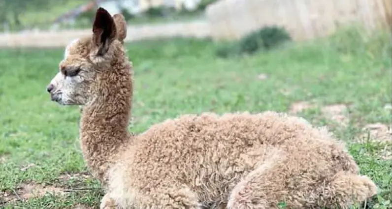 Un gregge di alpaca in collina per la pet teraphy ai bambini