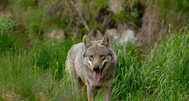La protesta del sindaco di Sella Giudicarie: “I forestali non mi informano sui lupi”