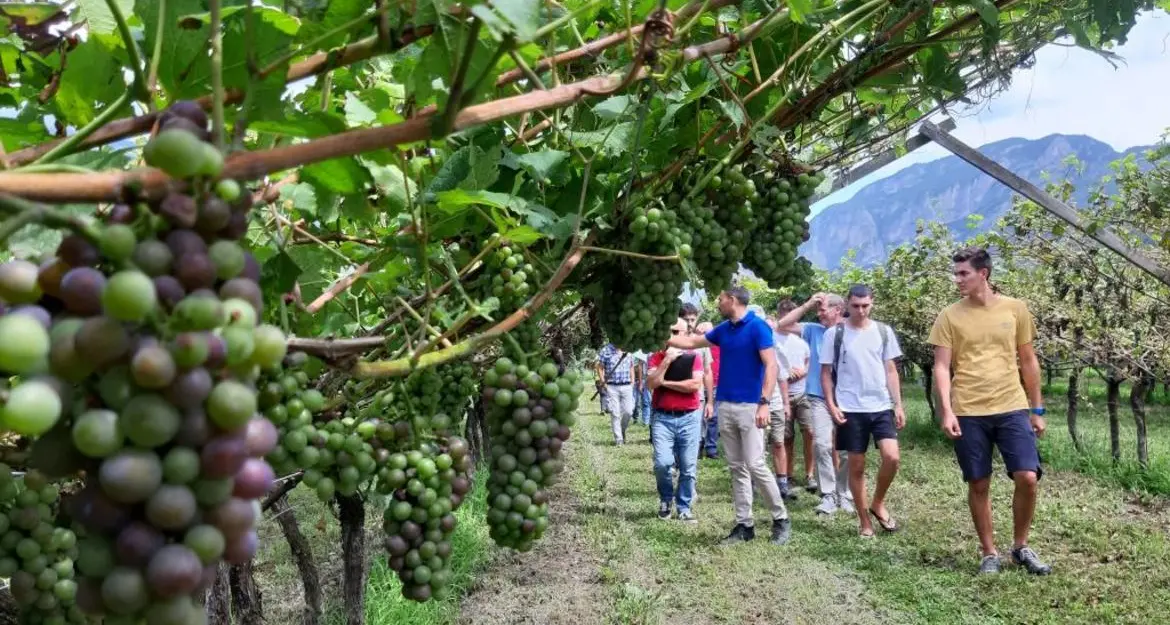 Vigneti bio: sotto osservazione peronospora, oidio e flavescenza