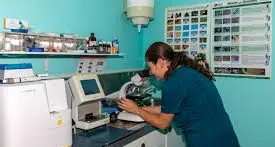 E’ oggi l’inaugurazione del Laboratorio Veterinario Centrale di Bengasi