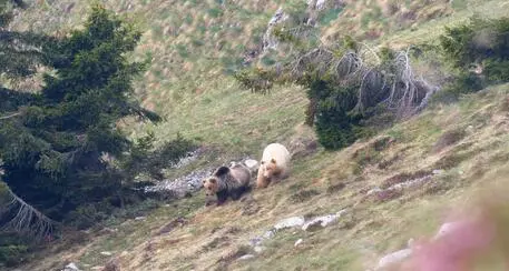 Colpo di scena sull’orso MJ5, l’Ispra all’Oipa: “Non abbiamo ricevuto dalla Provincia richieste di parere”