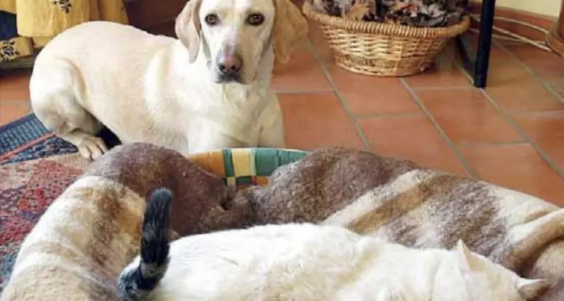 Cani e gatti, in Trentino sono 150mila: 25mila in più rispetto a quattro anni fa