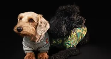 Diesel lancia la moda… da cani: Doggies Collection ma d’autore