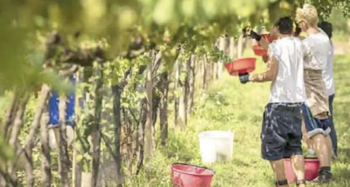 Vendemmia: più dieci per cento di produzione, bianchi soprattutto a base di spumante di buona qualità