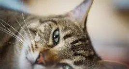 Halloween, due gatti uccisi con i petardi, gli animalisti: “2.500 a chi ci aiuterà a prendere gli autori”
