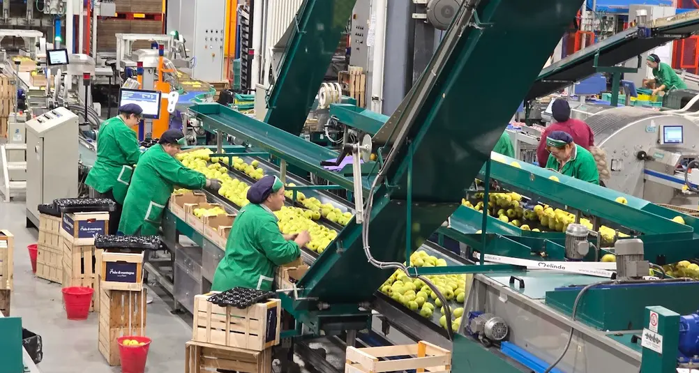 Raccolto e fatturati in calo: ai soci Melinda liquidati 190 milioni