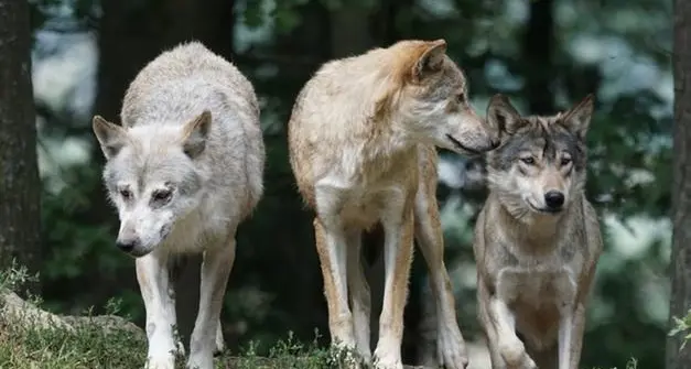Il Consiglio Stato dà ragione agli animalisti: sospeso il prelievo dei due lupi della Lessinia
