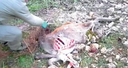 Sbranata una cerva di un anno sopra Mattarello: pare siano stati i lupi